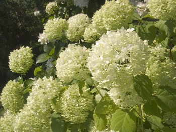 hydrangea.jpg