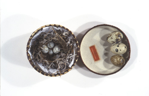 nestegg2l.jpg