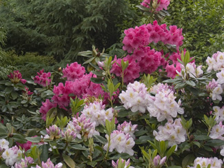 rhododendrons.jpg