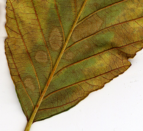 AutumnLeaves2012_detail.jpg