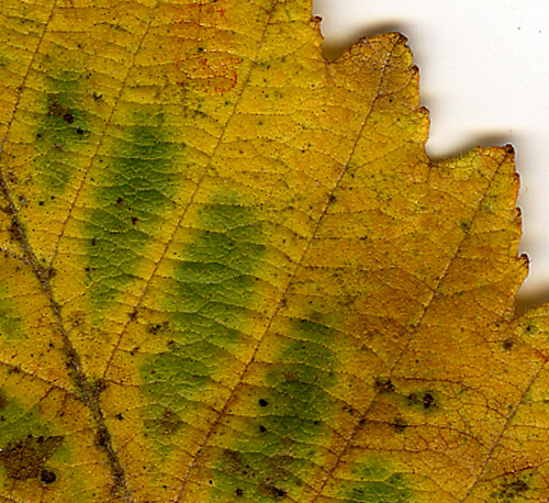 AutumnLeaves2012_detail2.jpg