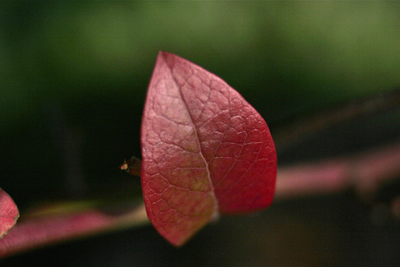 BlueberryLeaf.jpg