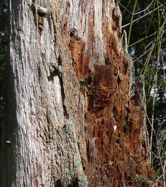 ForestSentinelDetail.jpg