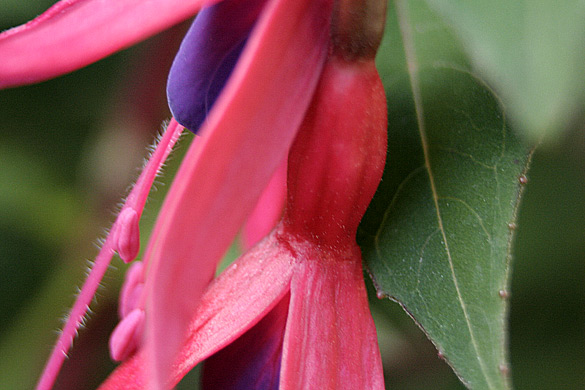 HardyFuschia2010.jpg