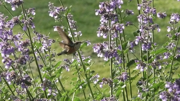 HummingbirdCatmint.jpg