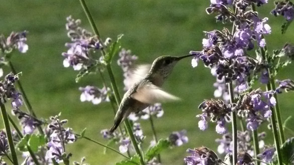 HummingbirdCatmint2.jpg