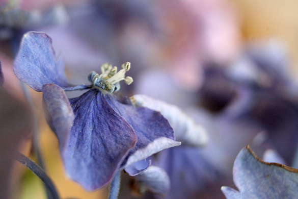 HydrangeaBlue17Aug2010.jpg