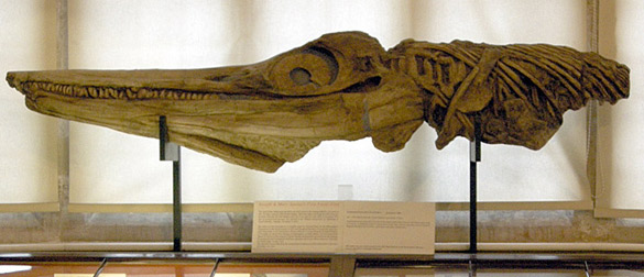 Ichthyosaur.jpg