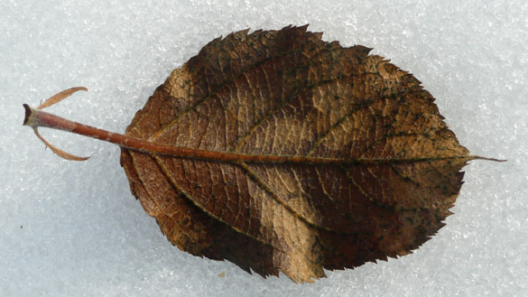 LeafOnIce625.jpg