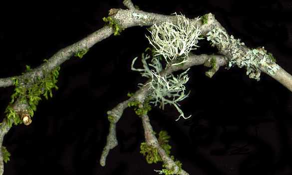 Lichen_Moss.jpg