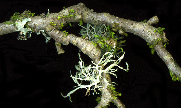 Lichen_Moss2.jpg