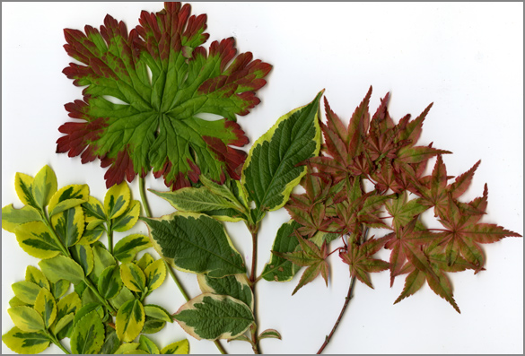 MixedVariagatedLeaves.jpg