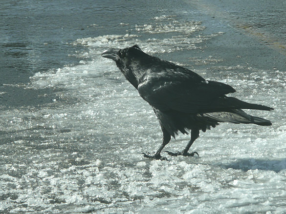 MtSeymourFeb2013_raven.jpg