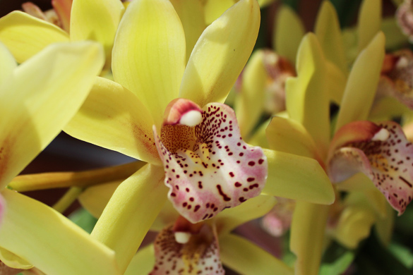 OrchidsEaster012.jpg