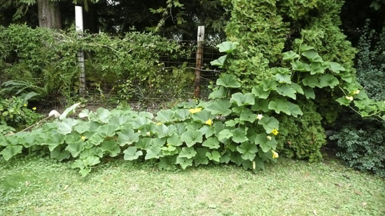 SquashPlants.jpg