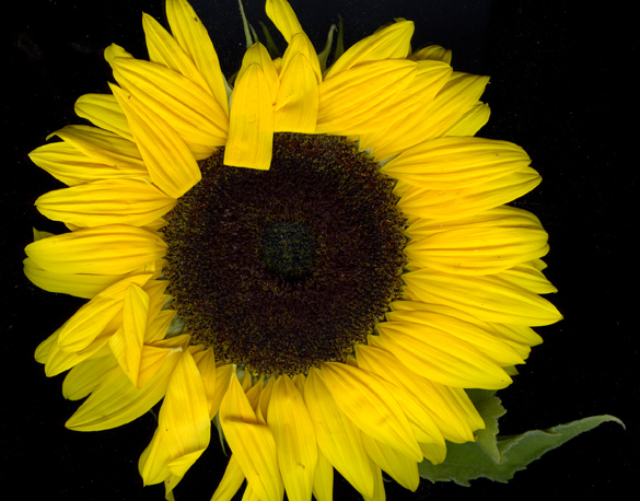 Sunflower.jpg