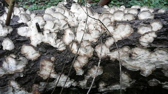 TreeFungi3.jpg