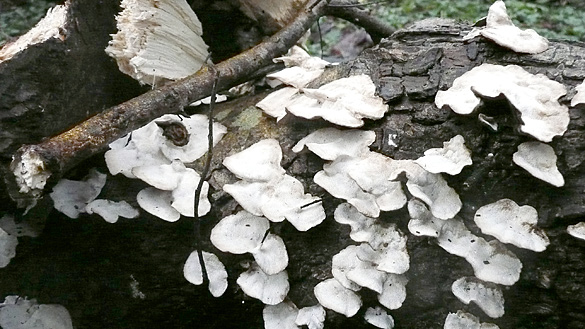 TreeFungi4.jpg