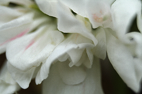 WhiteGeranium.jpg