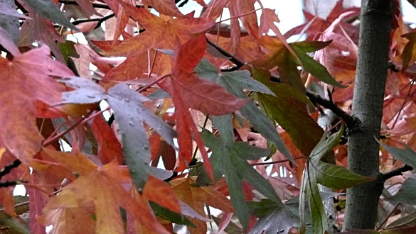 autumnLeaves2010.jpg