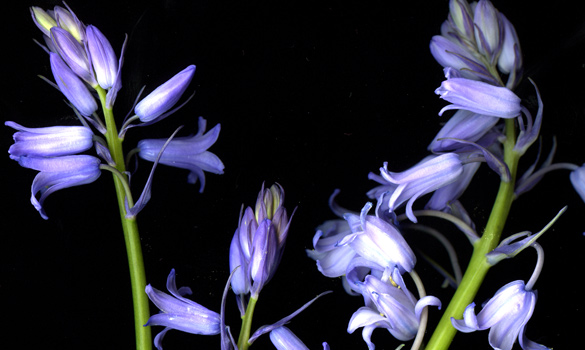 bluebells2010.jpg