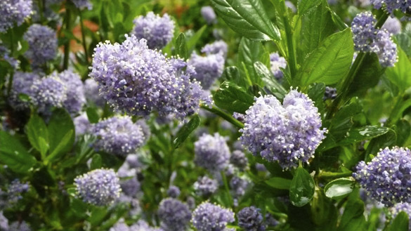 ceonothus.jpg