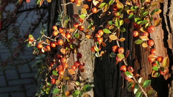 cotoneaster.jpg