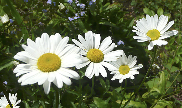 daisies2012.jpg