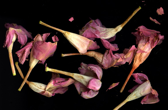 dipladenia_dried.jpg