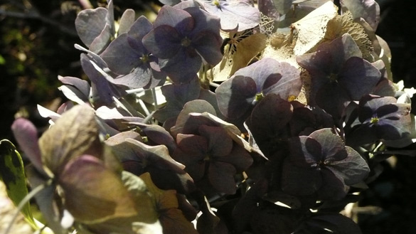 fadedhydrangea.jpg