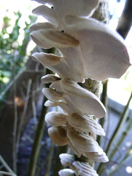 fungi_backyard.jpg