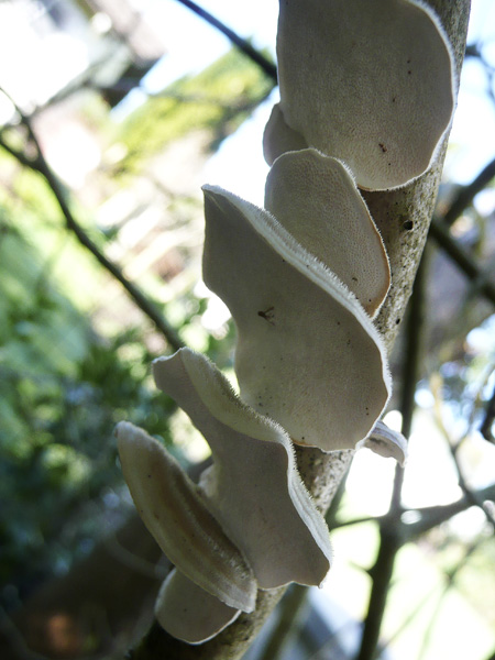 fungi_backyard2.jpg