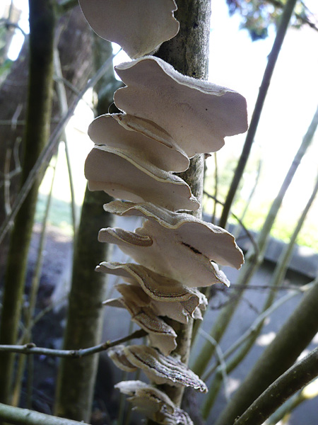 fungi_backyard3.jpg