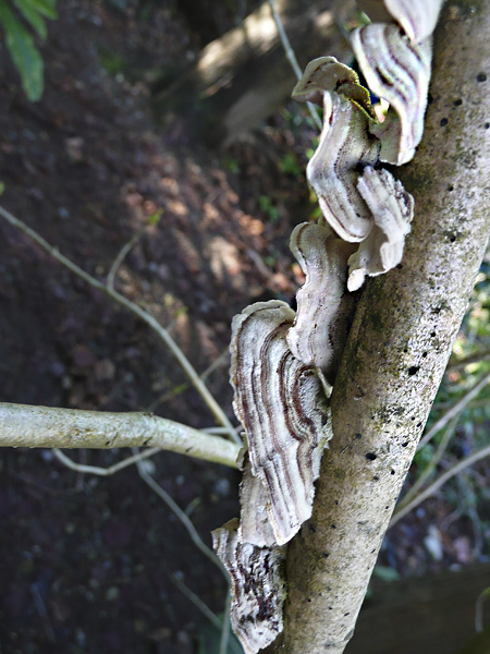 fungi_backyard4.jpg