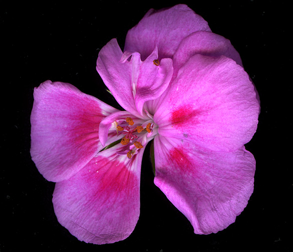 geranium_pink.jpg