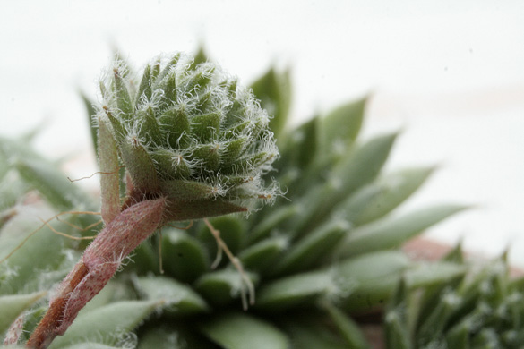 hairy_succulent.jpg