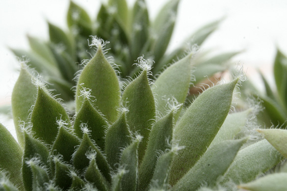 hairy_succulent2.jpg