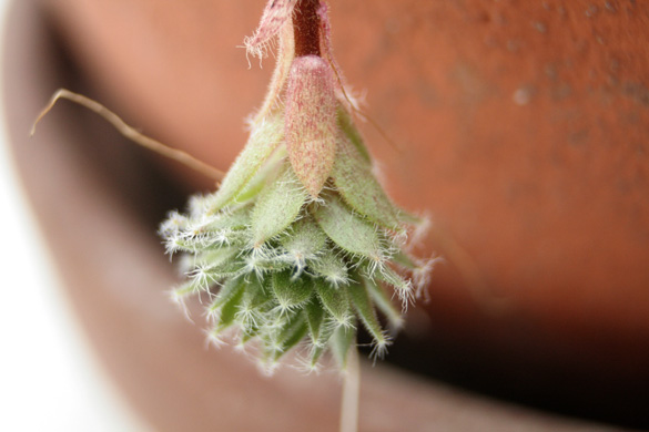 hairy_succulent3.jpg