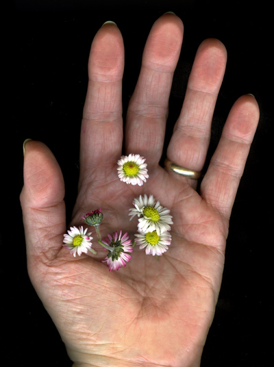 hand_daisies.jpg