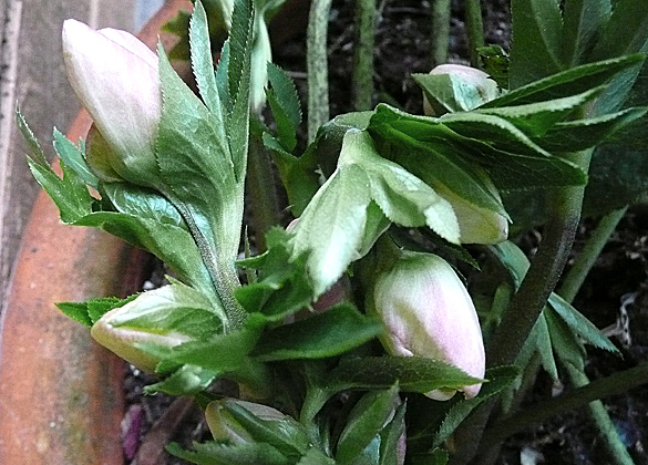 hellebore2012.jpg