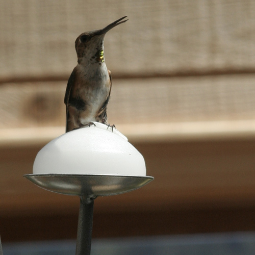 hummingbird_on_candle.jpg