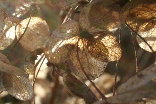 hydrangea2_16Jan10.jpg