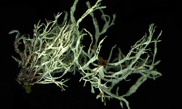 lichen2.jpg