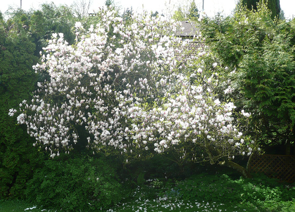 magnolia26Apr12.jpg