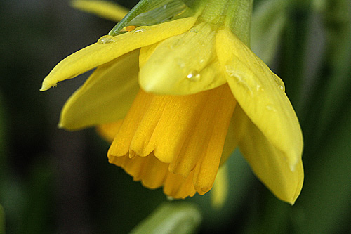 mini-daffodil14Feb2010.jpg