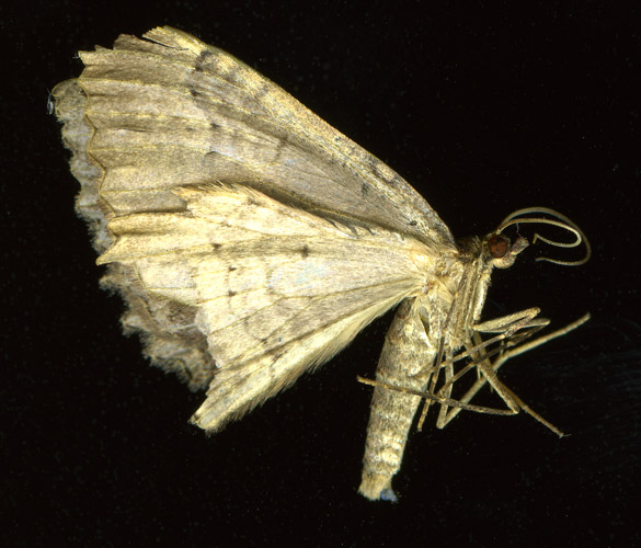 moth3.jpg