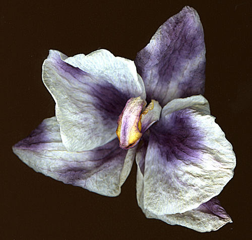 orchid2scan.jpg