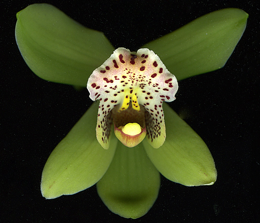 orchid3Feb2011.jpg