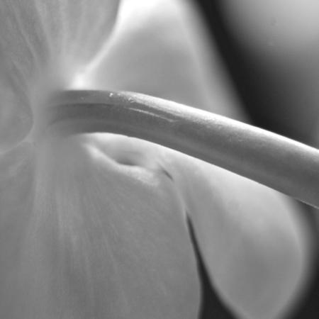 orchid4513BW.jpg