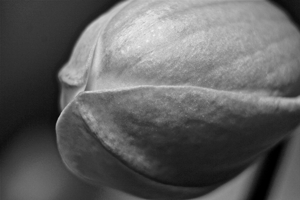 orchidbud4501BW.jpg